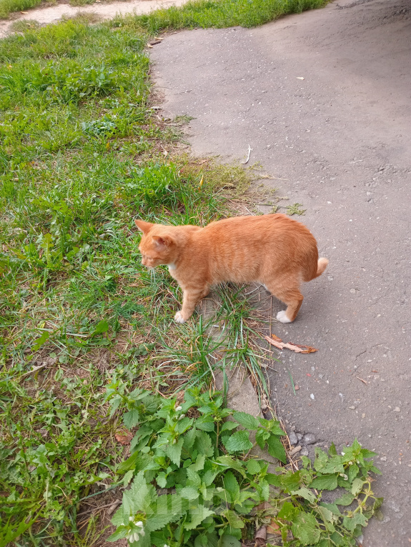 Кошки в Москве: Котенок Искорка ищет дом Девочка, Бесплатно - фото 6