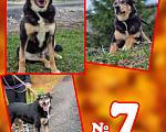 Собаки в Чехове: Палкан ищет любящих хозяев Мальчик, Бесплатно - фото 1