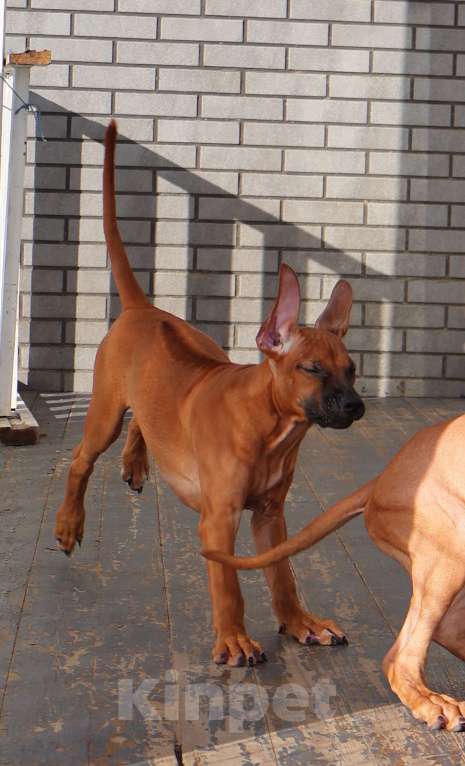 Собаки в Москве: Девочка Родезийского Риджбека для души Девочка, Бесплатно - фото 2