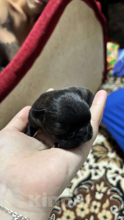 Собаки в Лянторе: Щенок французского бульдога Девочка, 60 000 руб. - фото 4