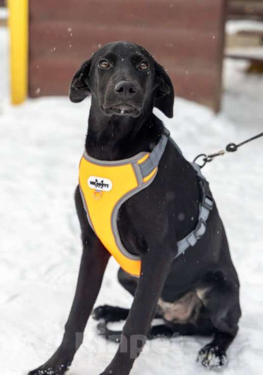 Собаки в Химках: Лора в поиске дома Девочка, Бесплатно - фото 3