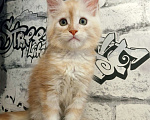 Кошки в Сланце: Котята мейн-кун.  Мальчик, 25 000 руб. - фото 4