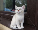 Кошки в Москве: Шотландские котята  Мальчик, 5 000 руб. - фото 5
