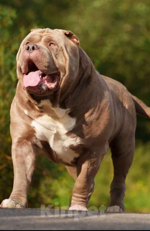 Собаки в других городах Московской области: Эксклюзивные щенки американского булли xl Девочка, 450 000 руб. - фото 4