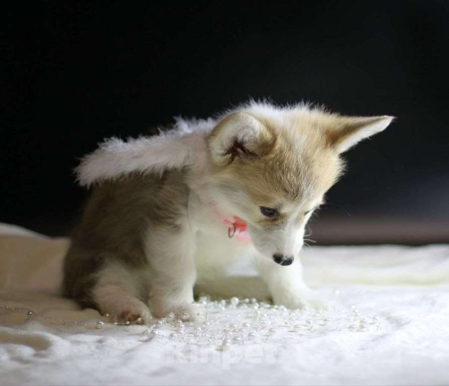 Собаки в Тольятти: Малышка Вельш Корги Пемброк Девочка, 80 000 руб. - фото 4