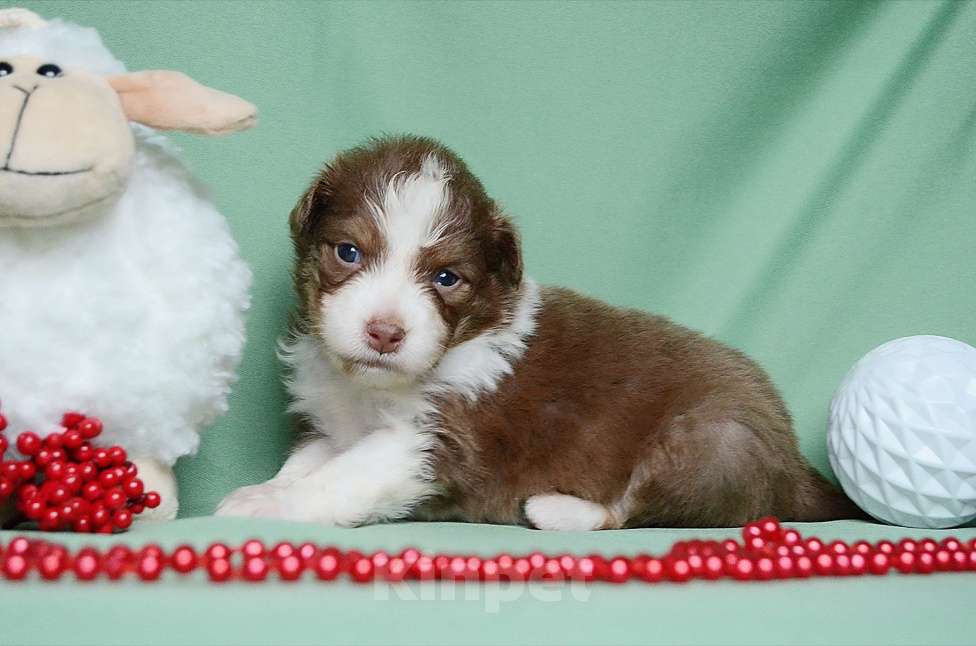 Собаки в Екатеринбурге: Австралийская овчарка (Аусси) Мальчик, 70 000 руб. - фото 2