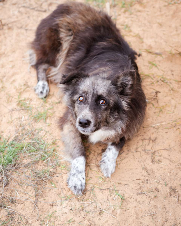 Собаки в Москве: Метис бордер-колли. Агата, 5 лет Девочка, Бесплатно - фото 2