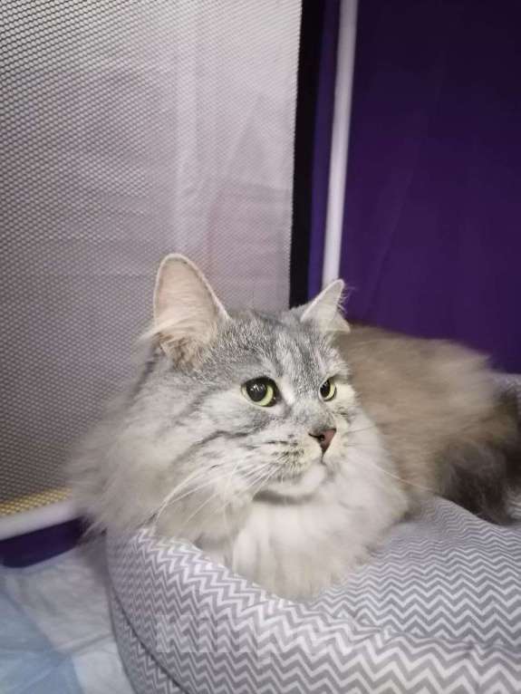 Кошки в Москве: Лара. Космически красивая кошка Девочка, Бесплатно - фото 2