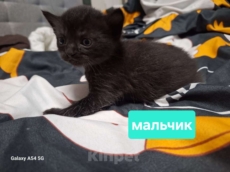 Кошки в Москве: Чёрные британские  Мальчик, 5 000 руб. - фото 3