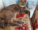 Кошки в Карачеве: Кошка, Бесплатно - фото 3