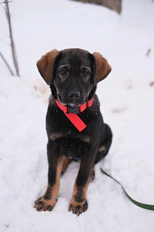 Щенок девочка в добрые 