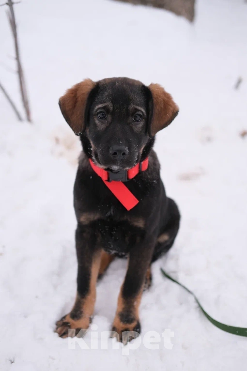 Собаки в Москве: Щенок девочка в добрые  Девочка, Бесплатно - фото 1