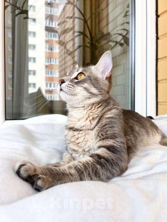 Кошки в Москве: Сноу - молодой котик ищет дом, в добрые руки Девочка, Бесплатно - фото 2