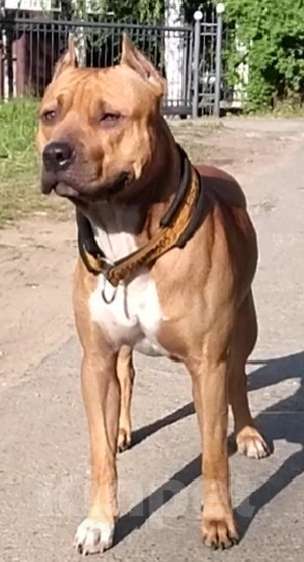 Собаки в Ижевске: Чемпион  Мальчик, Бесплатно - фото 8