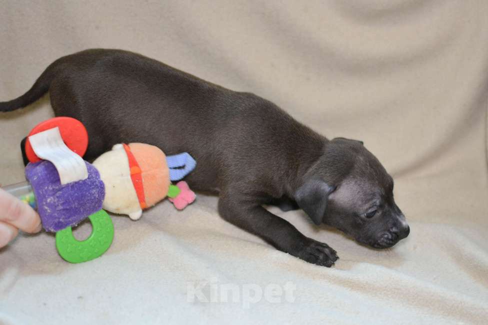 Собаки в Санкт-Петербурге: Продаем  Девочка, 29 000 руб. - фото 10