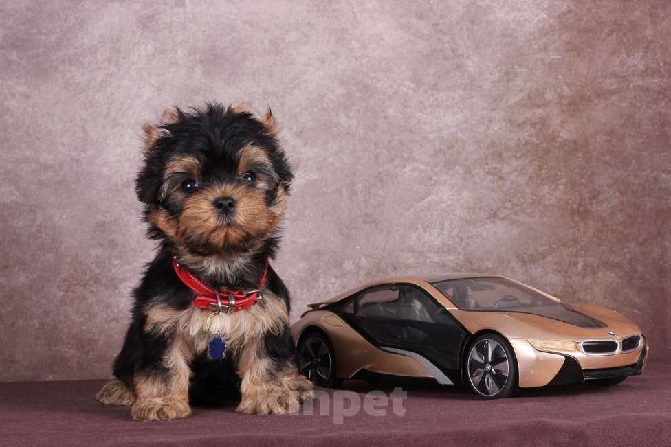 Собаки в Люберцах: Йоркширский терьер курносый  Юджет Мальчик, 50 000 руб. - фото 8