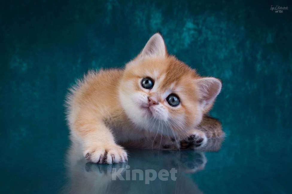Кошки в Петрозаводске: Шотландские котята золотая шиншилла Мальчик, 50 000 руб. - фото 2