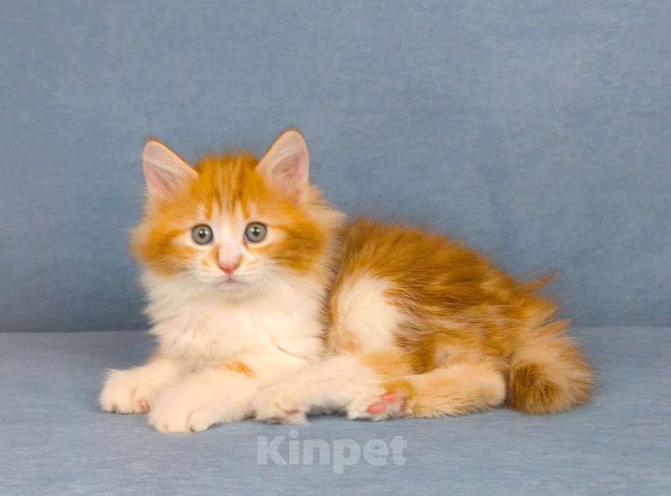 Кошки в Егорьевске: Курильский бобтейл Девочка, 60 000 руб. - фото 3