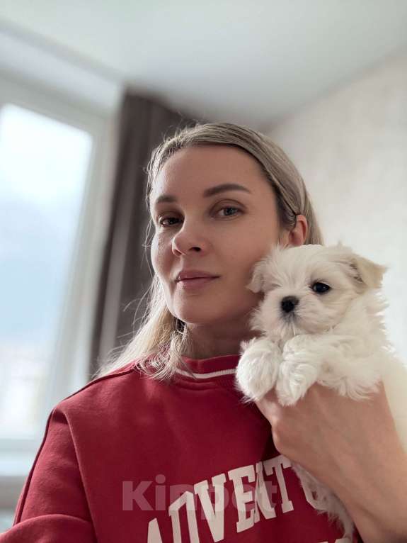 Собаки в Калининграде: Мальтезе Девочка, 150 000 руб. - фото 3