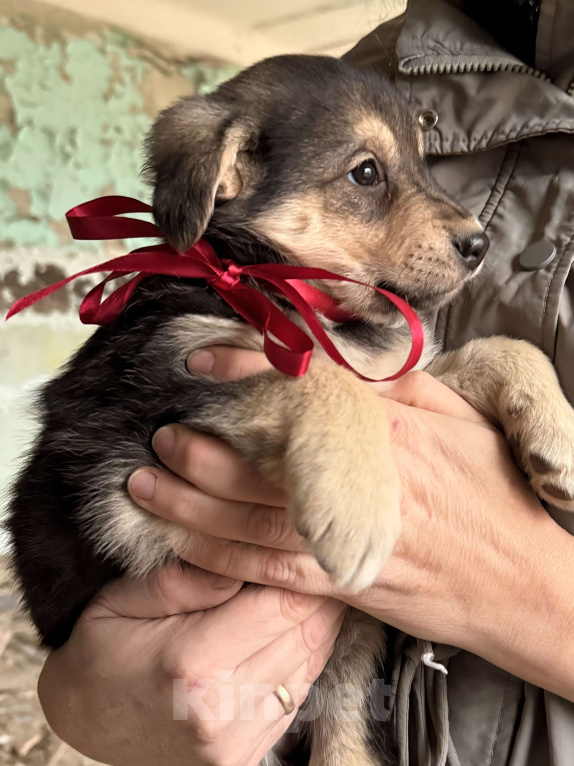 Собаки в Москве: Красивые щенки девочки в дар! Дайте шанс  малышам не замерзнуть! Девочка, Бесплатно - фото 2