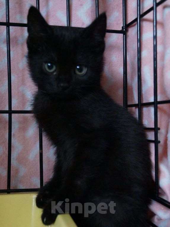 Кошки в Москве: Мисти подбросили к Храму Девочка, Бесплатно - фото 3