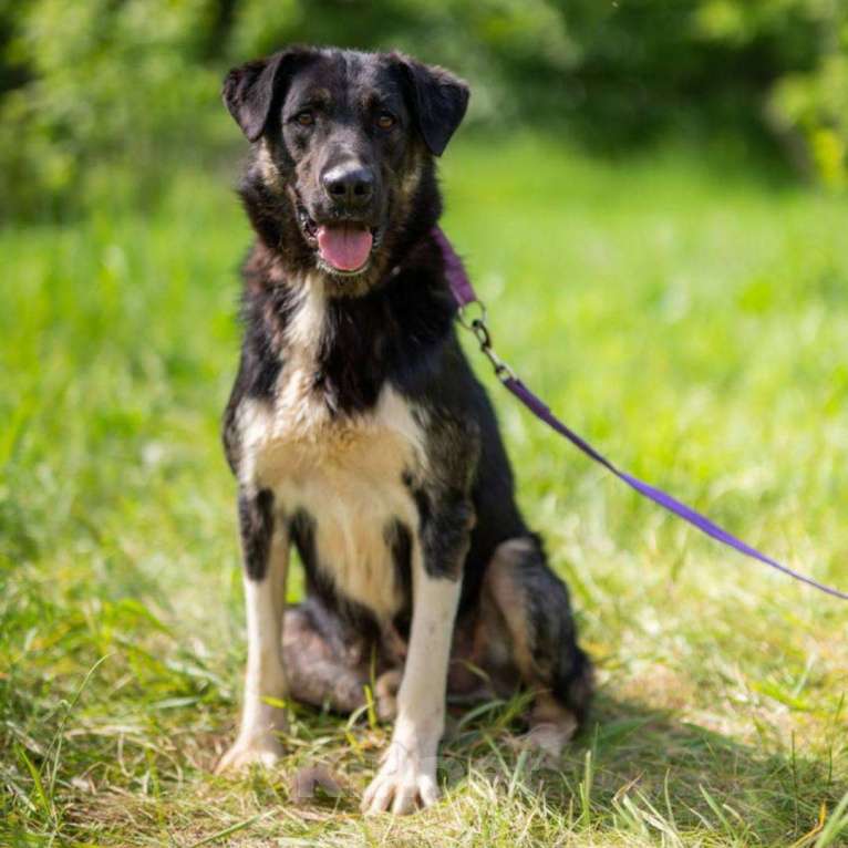 Собаки в Москве: Илай Мальчик, Бесплатно - фото 3