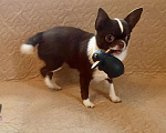 Собаки в Санкт-Петербурге: Чихуахуа, девочка короткошерстная Девочка, 80 000 руб. - фото 3