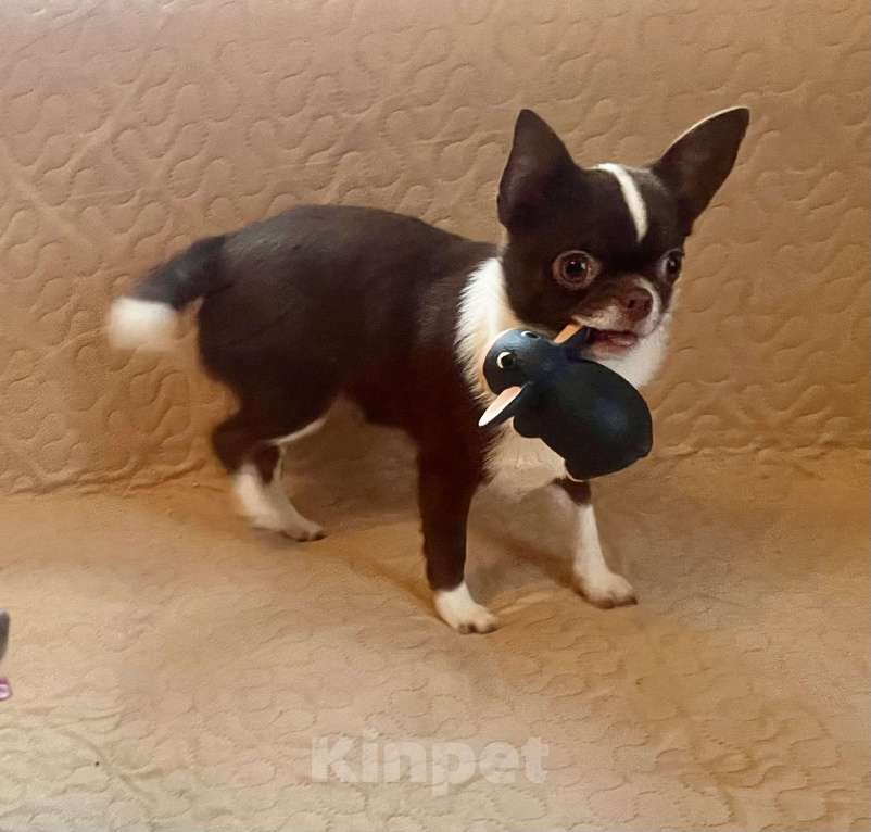 Собаки в Санкт-Петербурге: Чихуахуа, девочка короткошерстная Девочка, 80 000 руб. - фото 3