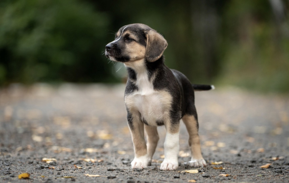 Собаки в Москве: Кнопа очень хочет домой! 🐶😍 Девочка, Бесплатно - фото 3