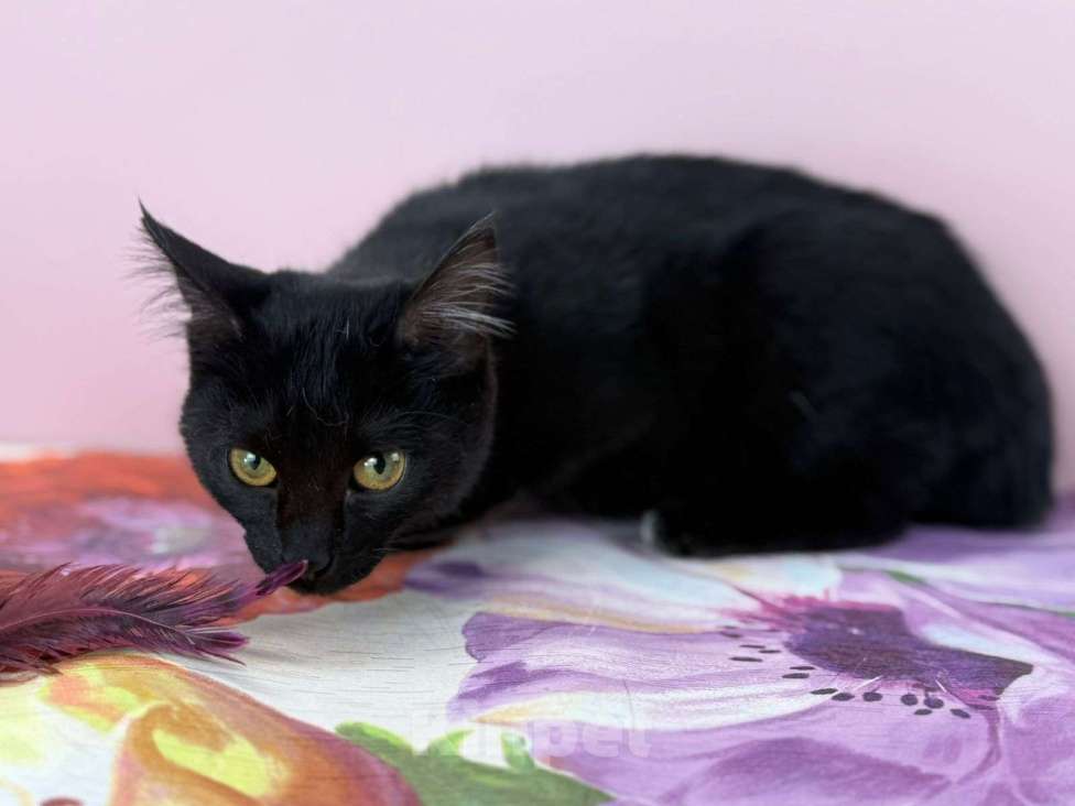 Кошки в Москве: Котенок Тося, 6 месяца в добрые руки. Девочка, Бесплатно - фото 3