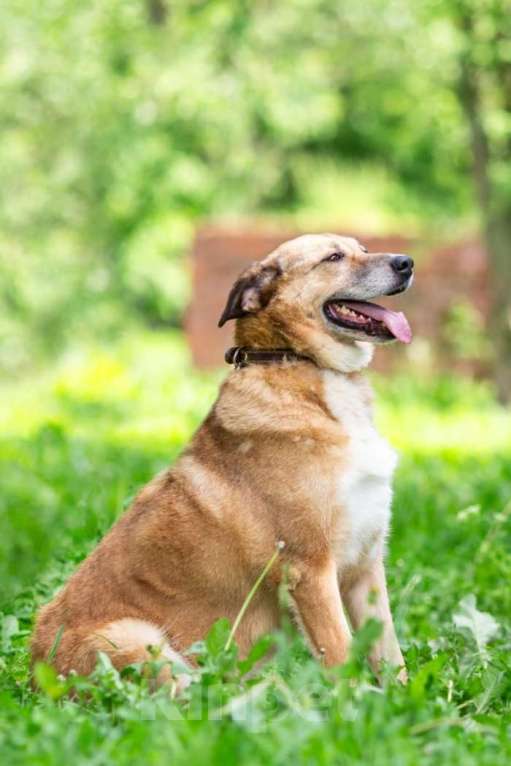 Собаки в других городах Московской области: Буся - путешественница Девочка, 1 руб. - фото 9