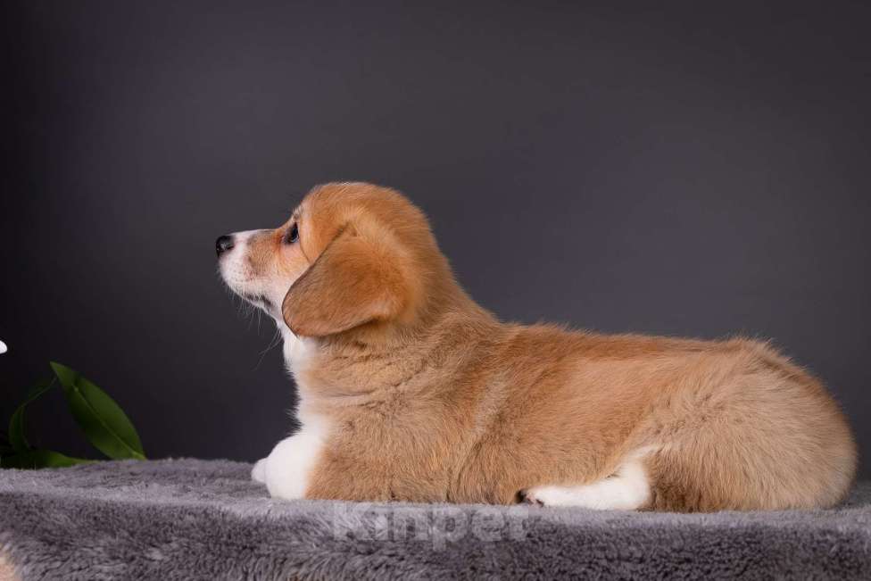 Собаки в Москве: Продам щенка вельш корги пемброк Девочка, 70 000 руб. - фото 7