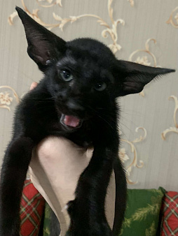 Ориентальный котик
