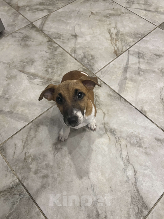 Собаки в Краснодаре: Джек Рассел Девочка Девочка, Бесплатно - фото 2