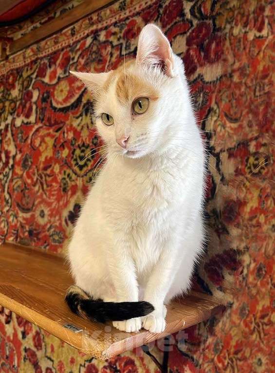 Кошки в Москве: Ласковая и нежная кошечка Снежинка ищет дом Девочка, Бесплатно - фото 2