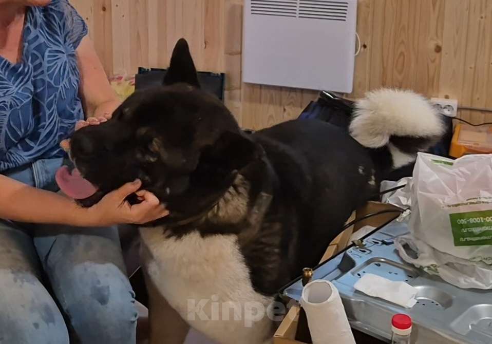 Собаки в других городах Ленинградской области: Великолепный кобель Мальчик, Бесплатно - фото 2