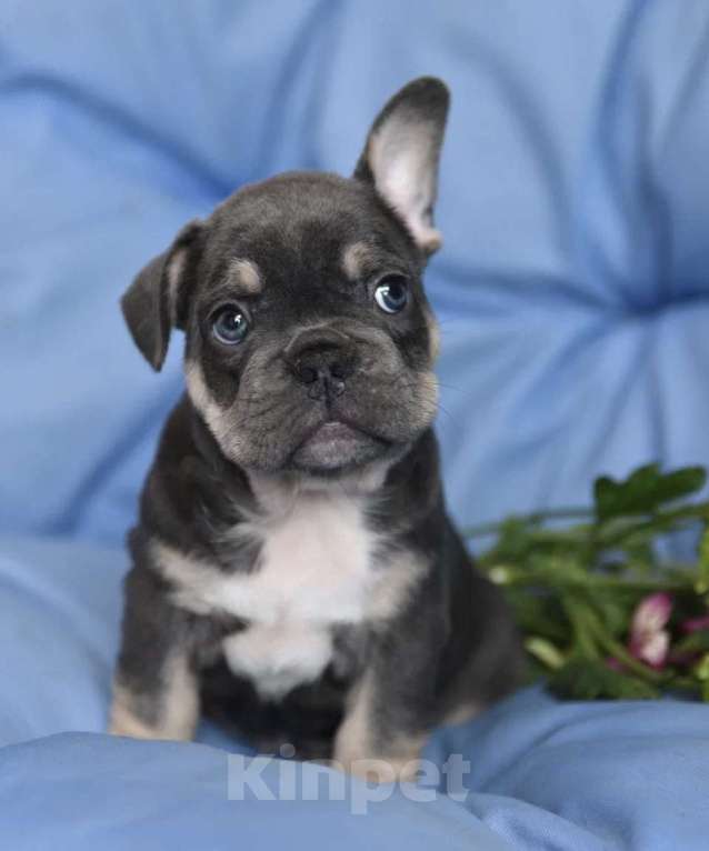 Собаки в других городах Воронежской области: Щенок французского бульдога Мальчик, 55 000 руб. - фото 4