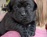 Собаки в Москве: Черная медведица Девочка, 150 000 руб. - фото 4