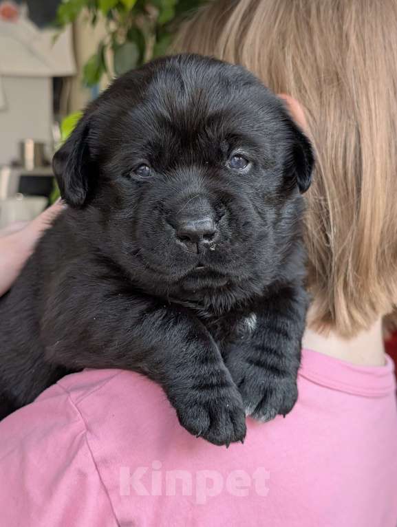 Собаки в Москве: Черная медведица Девочка, 150 000 руб. - фото 4