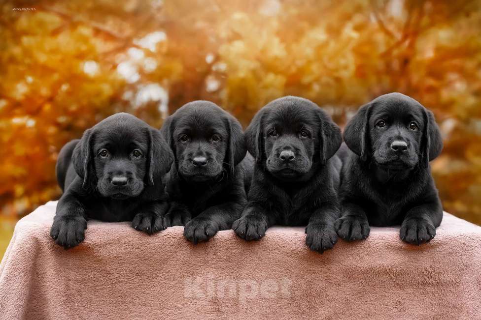 Собаки в Ярославле: Щенки лабрадора,девочки Девочка, 60 000 руб. - фото 7