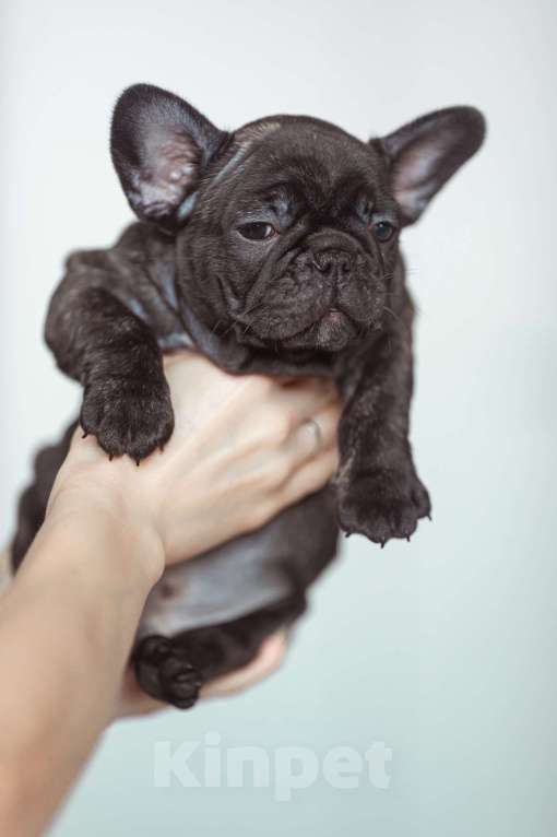 Собаки в Ярославле: Французский бульдог Мальчик, 50 руб. - фото 2