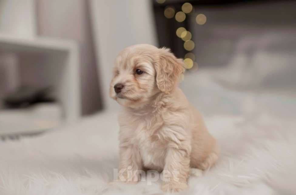 Собаки в Москве: Мальтипу F1 премиум мини Девочка, 150 000 руб. - фото 6