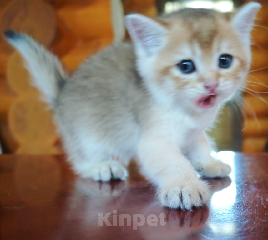 Кошки в Севастополе: Котенок Мальчик, Бесплатно - фото 3