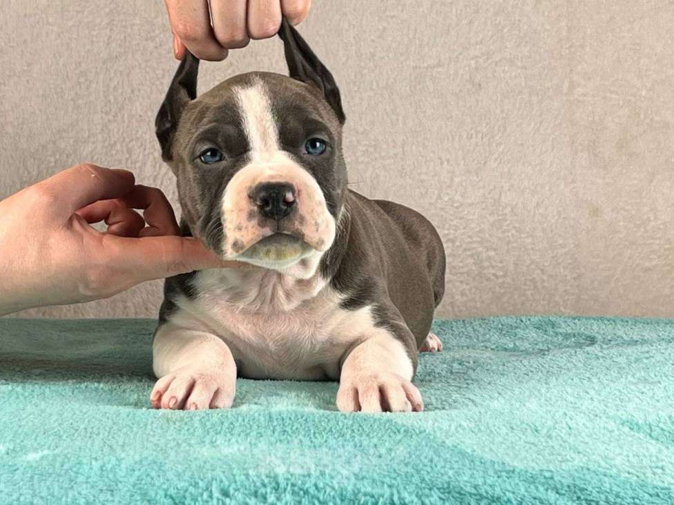 Собаки в Москве: Шикарный голубой мальчик Мальчик, 120 000 руб. - фото 2