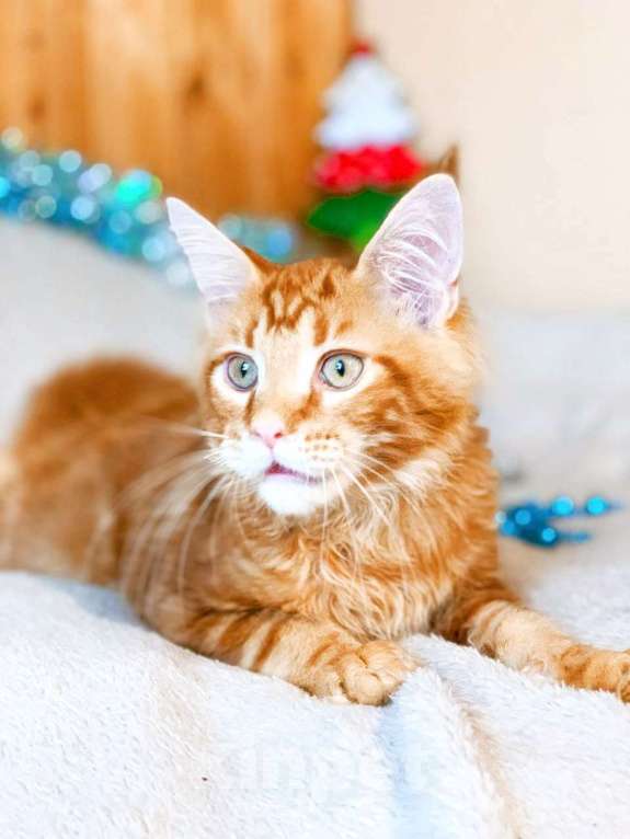 Кошки в Челябинске: КОТЕНОК МЕЙН-КУН  Мальчик, Бесплатно - фото 2