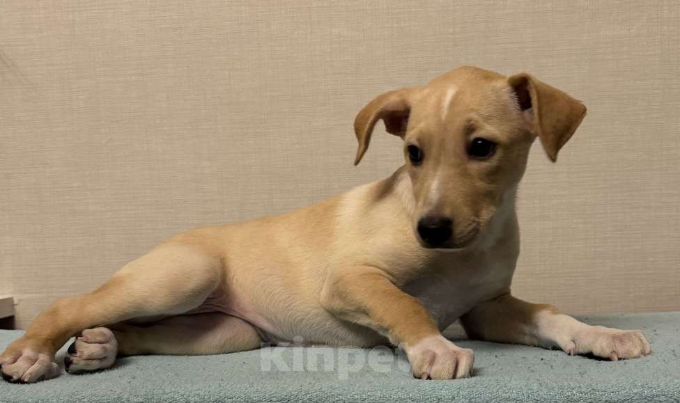 Собаки в Рыбинске: В продаже щенок ксолоитцкуинтли стандартного размера Девочка, 10 000 руб. - фото 1