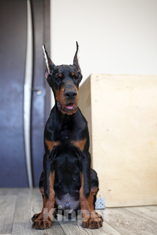 Собаки в Москве: Щенок добермана. Мальчик. Питомник ркф Мальчик, 120 000 руб. - фото 4