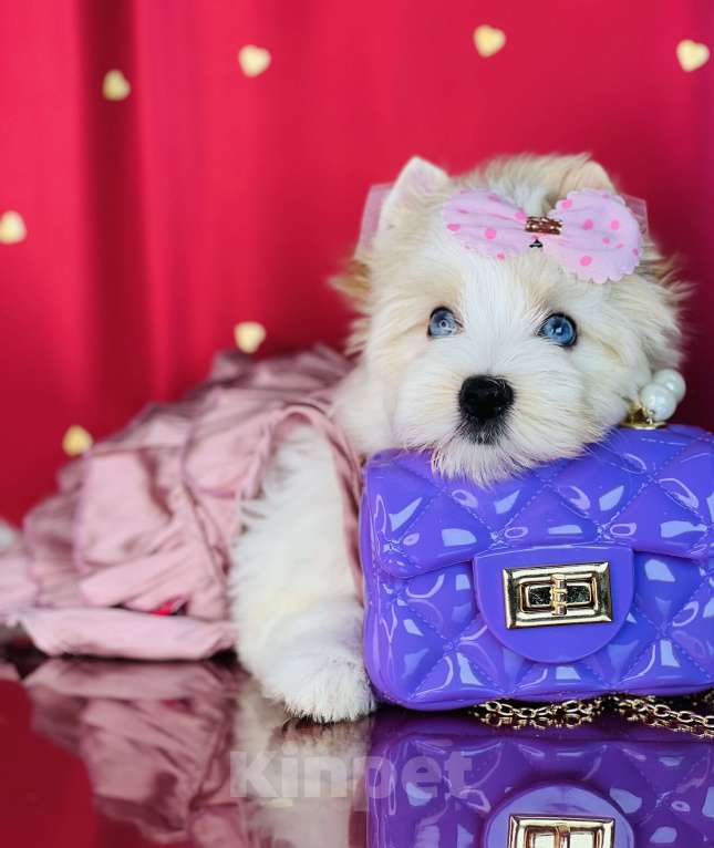 Собаки в Котельнике: Бело золотые йорки Голд Берри  Мальчик, 45 000 руб. - фото 9