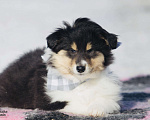 Собаки в Челябинске: Триколорный щенок колли длинношерстного Мальчик, Бесплатно - фото 1