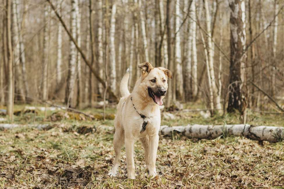 Собаки в Москве: Собака в добрые руки Девочка, Бесплатно - фото 5